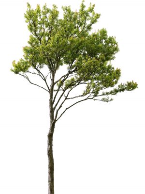 Führungskräfte Weiterbildung für Unternehmer